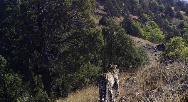 Anadolu Leoparı yüzünü aylar sonra bir kez daha gösterdi