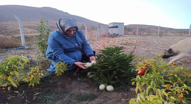 Anavatanı Peru olan meyveyi Ekinözünde yetiştirdi