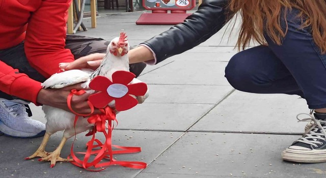 Ankarada bir tantunicide “gezen tavuk” görenleri şaşırttı