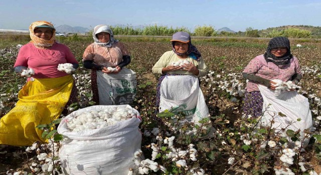 Antalyada kadın işçilerin zorlu pamuk hasadı mesaisi