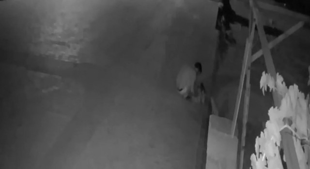 Antalyada kedi hırsızları mahalleliyi bezdirdi