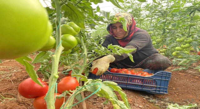Antalyada sezonun ilk domates hasadı yapıldı