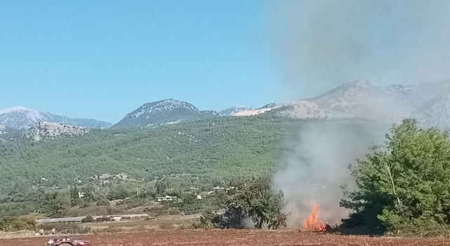 Antalyada zeytinlikte yangın