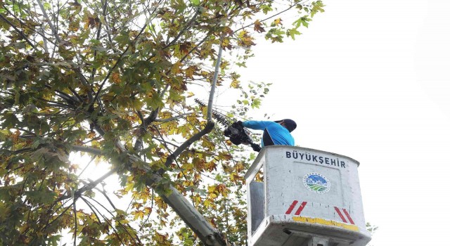 Araç trafiği için risk oluşturan ağaçlar budanıyor