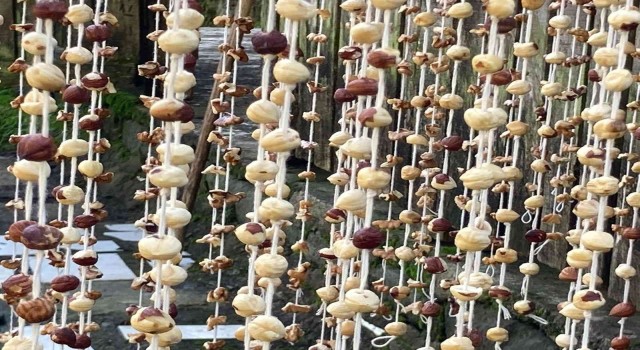 Arhavide kadınlar imece usulü köme pestil yapımına başladı