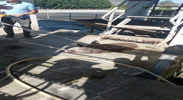 Arıtma tesisine düşen domuz kurtarıldı