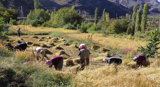 Artvinde kadınlar 20 yıl sonra ata tohumunu toprakla buluşturdu