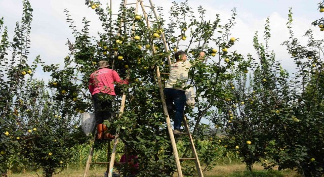 Avrupanın ayvası bu köyden
