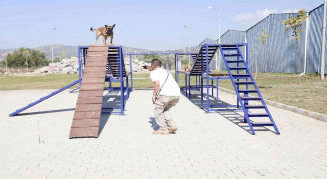 Aydın Büyükşehir Belediyesinin arama-kurtarma köpeği Zeyna mezun oldu