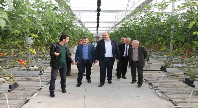 Aziziyenin domates seralarına ESTP ziyareti
