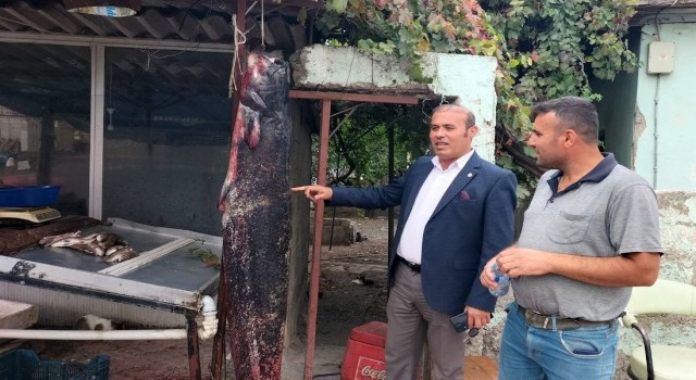 Balıkçının ağına 1.90 boyunda 75 kiloluk yayın balığı takıldı
