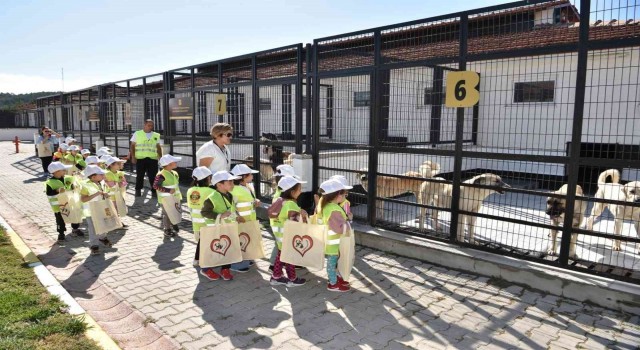Balıkesirde mamamatikler devreye alınacak