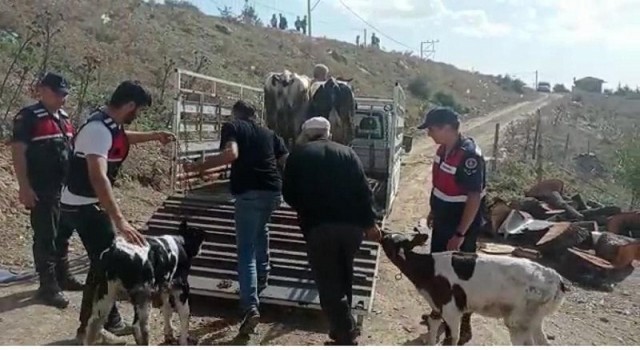 Balyada büyükbaş hayvan hırsızları yakalandı