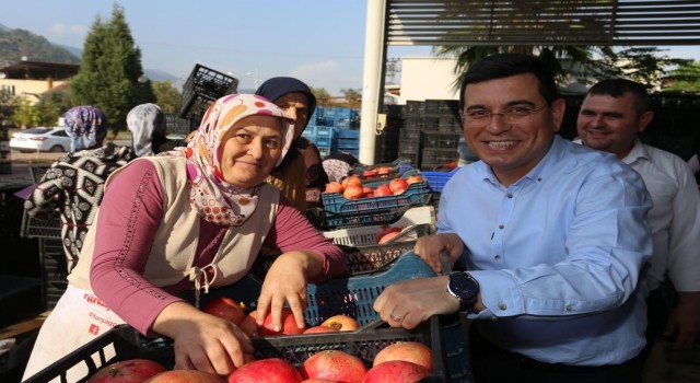 Başkan Tütüncü, nar hasatında