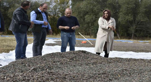 Bayburtta ayçiçeği hasadı başladı