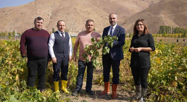 Bayburtta bir ilk olan soya fasulyesi ve yeni tür patateste beklenen hasat gerçekleşti