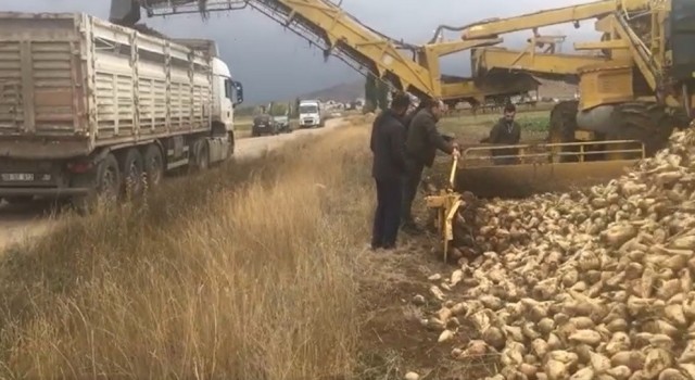 Bayburtta bu yıl hedeflenen şeker pancarı üretimi 100 bin ton