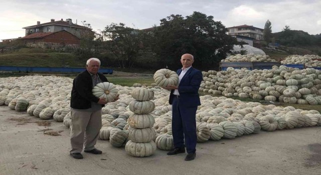 Bilecikte kışlık kabakların hasadı yapıldı