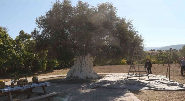 Bin 300 yıllık zeytin ağacı 250 kilo ürün verdi