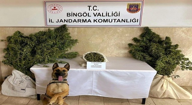Bingölde bir evde 25 kök kenevir ve esrar ele geçirildi