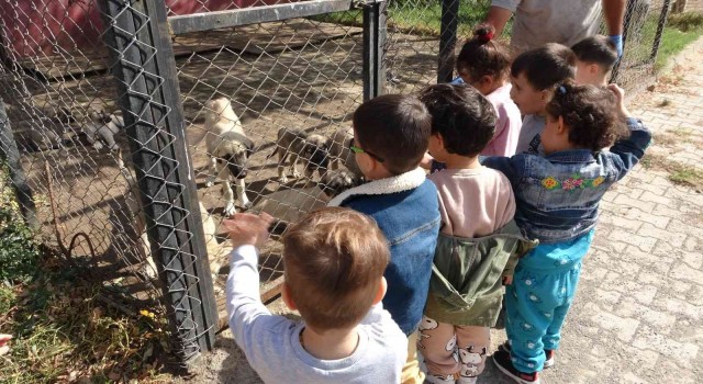 Bingölde çocuklar hayvan barınağını ziyaret etti