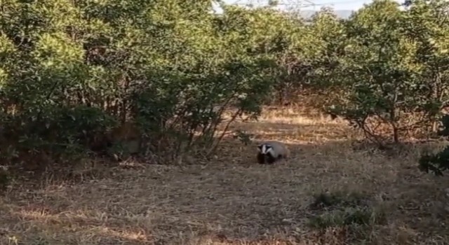 Bingölde koruma altında bulunan porsuklar görüntülendi