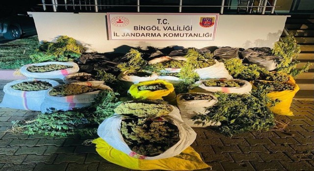 Bingölde terör finans kaynağına ağır darbe: 6 milyon kök kenevir ele geçirildi