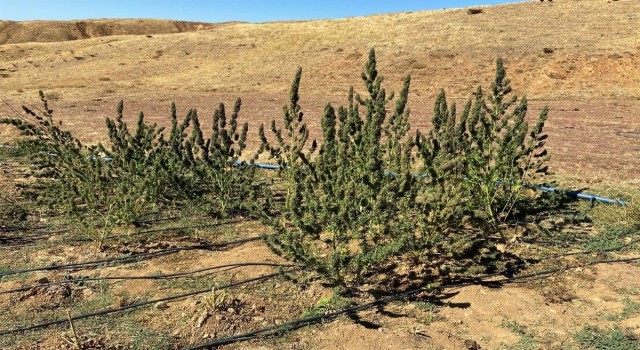 Bingölde terörün finans kaynağına darbe: 3 milyon kök kenevir ele geçirildi