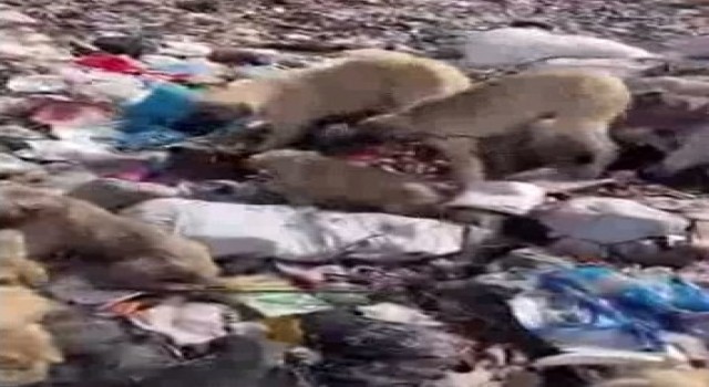 Bingölde yavru köpekler iple birbirine bağlanıp çöplüğe atıldı