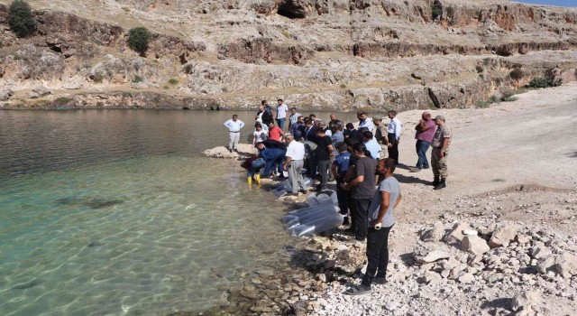 Bir milyon yavru balık Halfeti Barajına bırakıldı