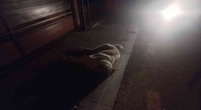 Bodrumda 3 köpek ölmüş olarak bulundu
