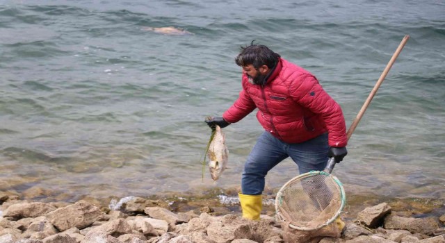 Boluda balık ölümlerine ilişkin adli soruşturma başlatıldı