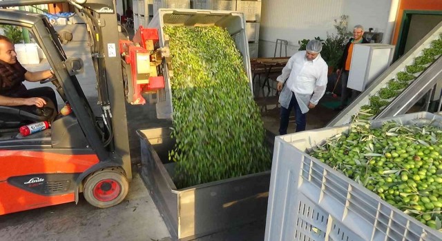 Bu ilçede 0.3 asit zeytinyağları üretiliyor