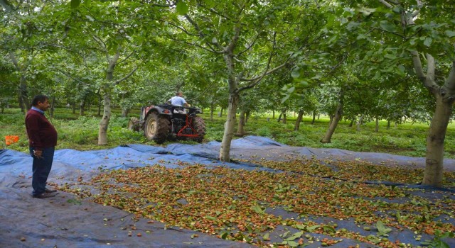 Bu ilçede dağ taş ceviz