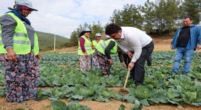 Bucalı çiftçiler kış sezonunun ilk hasadını yaptı