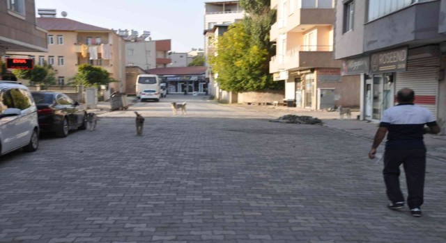 Bulanıkta sokak hayvanları unutulmadı