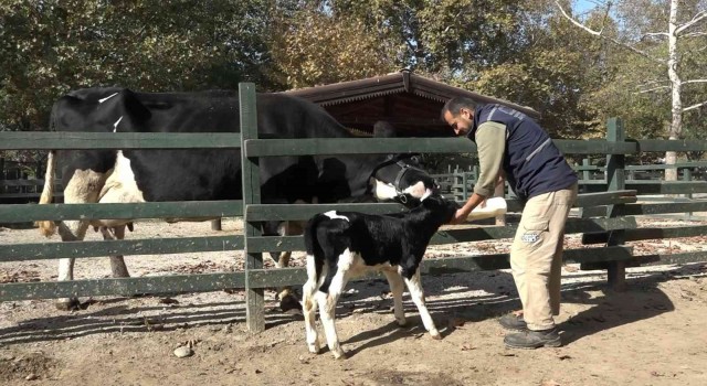 Bursa Zoonun yeni üyesinin ismini hayvanseverler koydu