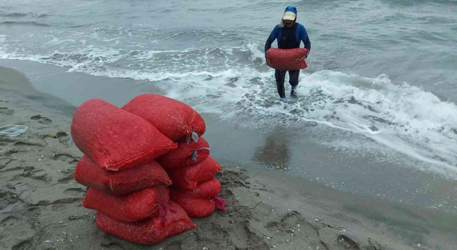 Bursada 2 ton kaçak midye ele geçirildi
