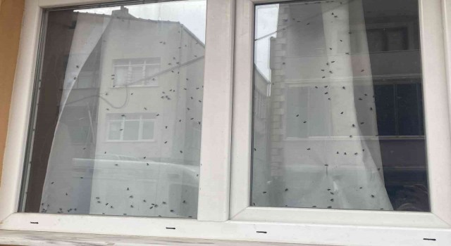 Büyükçekmecede polisi harekete geçiren ‘sinekli ev