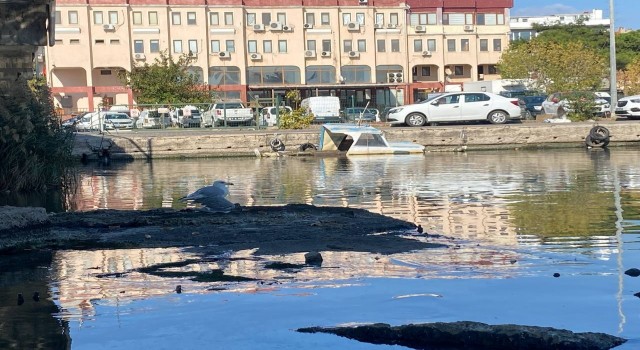 Çanakkalede kanadı kırılarak köprü ayağında mahsur kalan martı, böyle kurtarıldı