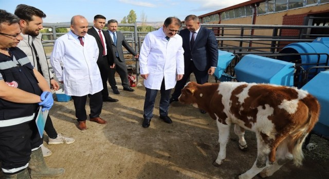 Çankırıda şap hastalığına karşı aşılama kampanyası başladı