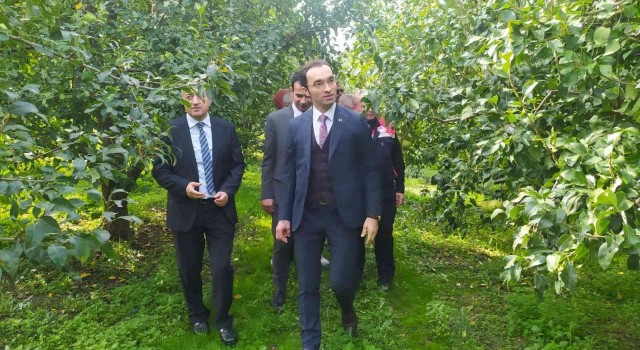 Çaycumada ‘Deveci Armudu Hasat Şenliği gerçekleşti
