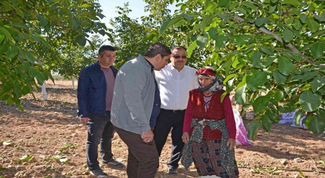 Cevizin tarladan sofraya yolculuğu başladı