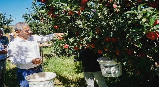 Çivrilde ilk elma hasadını Başkan Vural gerçekleştirdi