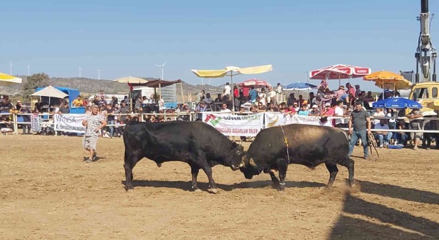 Datçada boğa güreşleri nefes kesti