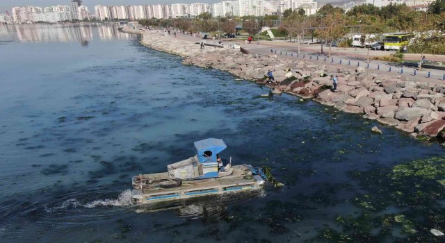 Deniz marulu yeniden İzmir Körfezinde