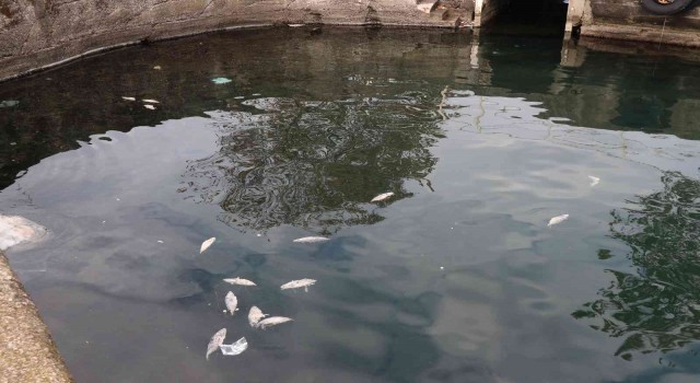 Denize dökülen balıklar tedirginliğe yol açtı