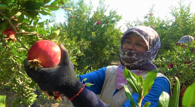 Denizli narının Avrupaya ihracat yolculuğu başladı