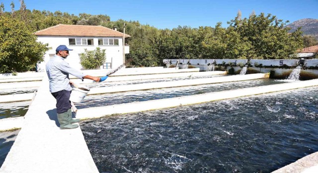 Denizlide alabalık üretimi destekleniyor