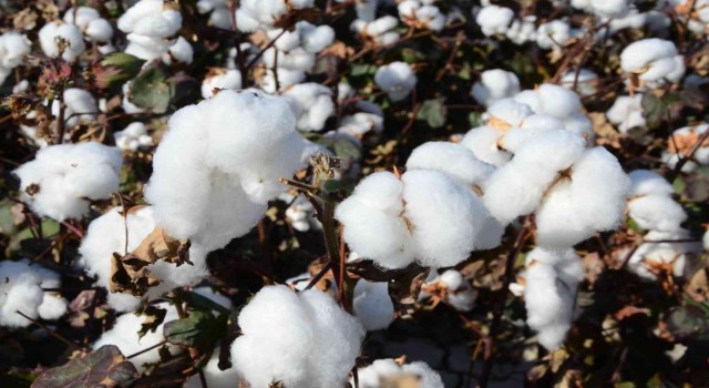 Denizlide beyaz altın hasadı devam ediyor